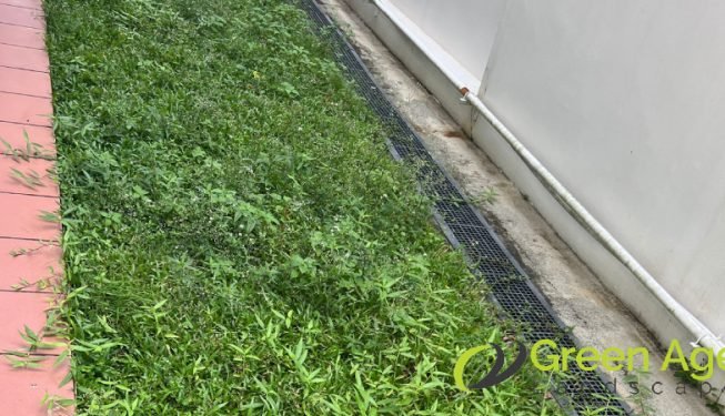 landscape-maintenance-greenage-landscaping-services-singapore-landed-orchard-2
