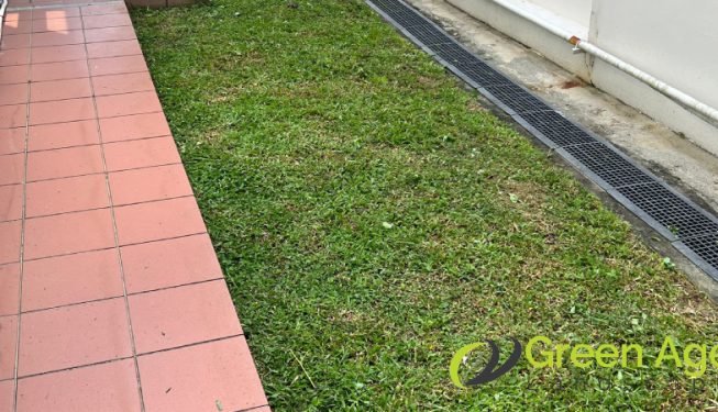 landscape-maintenance-greenage-landscaping-services-singapore-landed-orchard-3
