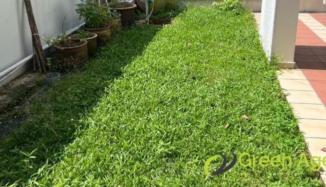 landscape-maintenance-greenage-landscaping-services-singapore-landed-orchard-4