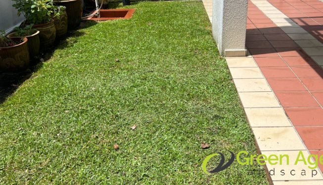 landscape-maintenance-greenage-landscaping-services-singapore-landed-orchard-5