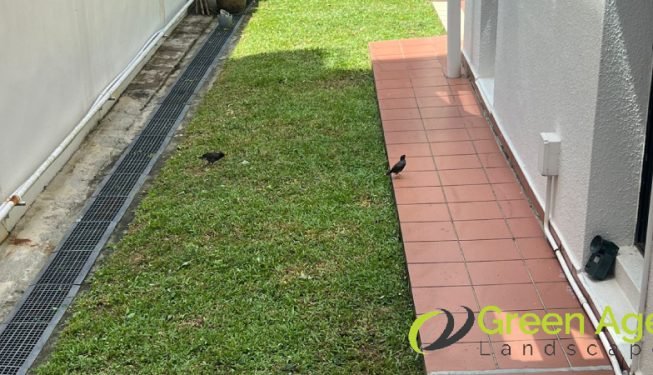 landscape-maintenance-greenage-landscaping-services-singapore-landed-orchard-6