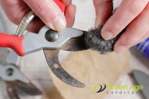 maintain-tool-care-and-longevity-6-tips-for-diy-plant-pruning-greenage-landscaping-services-singapore