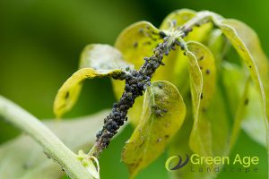 The Importance of Regular Grass Cutting for Maintaining a Neat and Healthy Garden in Singapore 5 mitigation-of-pest-infestation-the-importance-of-regular-grass-cutting-for-maintaining-a-neat-and-healthy-garden-in-singapore-grass-cutting-greenage-landscaping-services-singapore