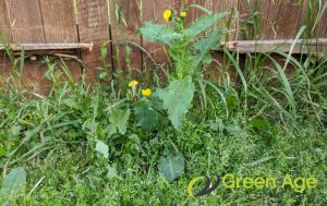 What Happens If Regular Weeding is Neglected in Singapore 2 outperforms-plant-growth-what-happens-if-regular-weeding-is-neglected-in-singapore-weeding-greenage-landscaping-services-singapore