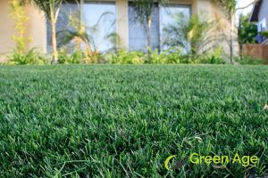 overgrown-grass-professional-grass-cutting-solution-for-common-grass-issues-in-singapore-grass-cutting-greenage-landscaping-services-singapore