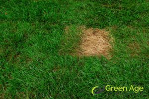 patchy-grass-coverage-professional-grass-cutting-solution-for-common-grass-issues-in-singapore-grass-cutting-greenage-landscaping-services-singapore