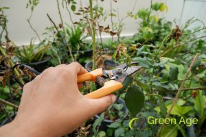 plant-disease-why-plants-need-pruning-plant-pruning-greenage-landscaping-services-singapore