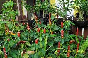 plant-knowledge-6-skills-you-require-for-diy-landscaping-services-long-form-greenage-landscaping-services-singapore