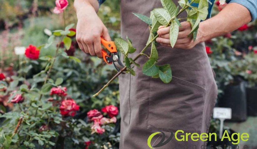 plant-pruning-how-plant-pruning-enhances-garden-aesthetics-plant-pruning-greenage-landscaping-services-singapore