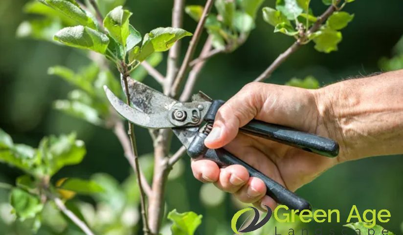 plant-pruning-why-plants-need-pruning-plant-pruning-greenage-landscaping-services-singapore