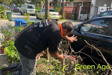 plant-removal-services-greenage-landscaping-services-singapore-landed-novena-1