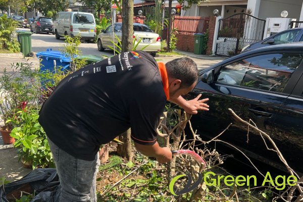 plant-removal-services-greenage-landscaping-services-singapore-landed-novena-1