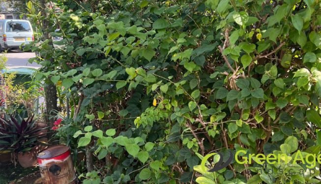 plant-removal-services-greenage-landscaping-services-singapore-landed-novena-2