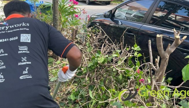plant-removal-services-greenage-landscaping-services-singapore-landed-novena-3