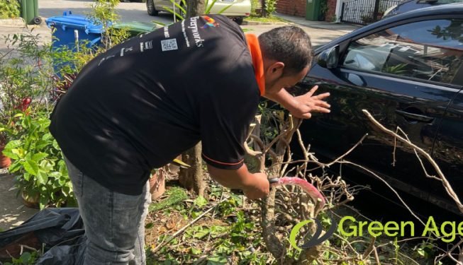 plant-removal-services-greenage-landscaping-services-singapore-landed-novena-4
