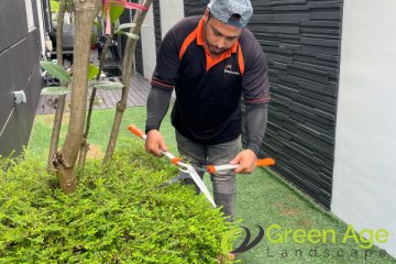 plant-trimming-services-greenage-landscaping-services-singapore-landed-braddell-1