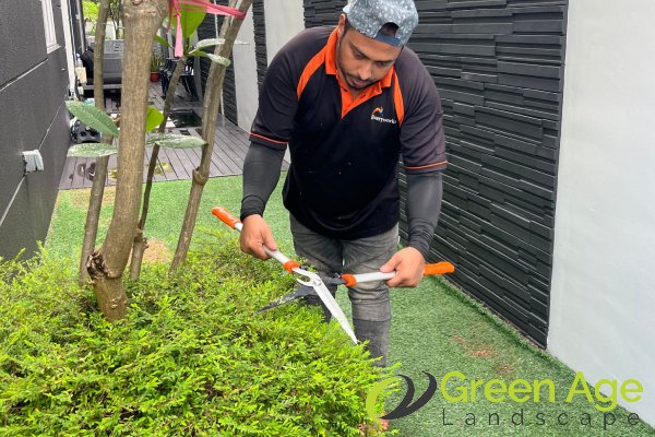 plant-trimming-services-greenage-landscaping-services-singapore-landed-braddell-1