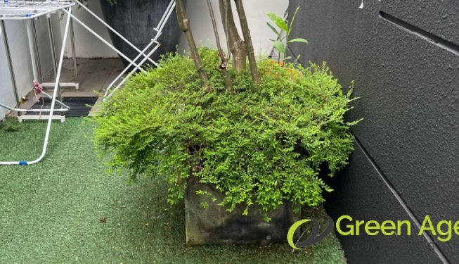 plant-trimming-services-greenage-landscaping-services-singapore-landed-braddell-5