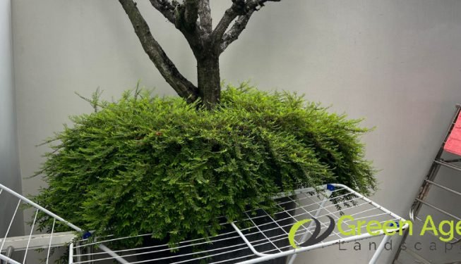 plant-trimming-services-greenage-landscaping-services-singapore-landed-braddell-6