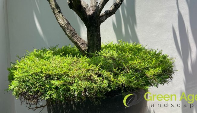 plant-trimming-services-greenage-landscaping-services-singapore-landed-braddell-7