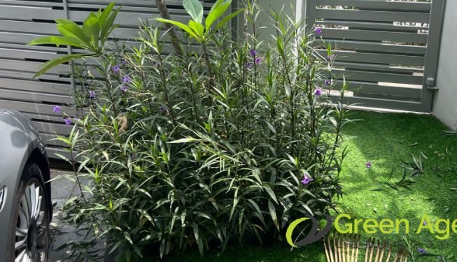 plant-trimming-services-greenage-landscaping-services-singapore-landed-braddell-8