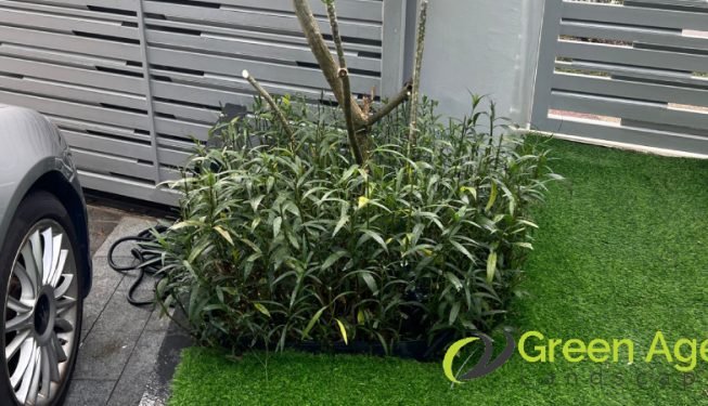plant-trimming-services-greenage-landscaping-services-singapore-landed-braddell-9