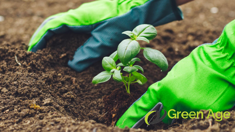 planting-description-greenage-landscaping-services-singapore