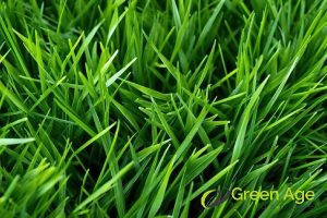 The Importance of Regular Grass Cutting for Maintaining a Neat and Healthy Garden in Singapore 3 prevention-of-overgrowth-the-importance-of-regular-grass-cutting-for-maintaining-a-neat-and-healthy-garden-in-singapore-grass-cutting-greenage-landscaping-services-singapore