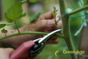 proper-angling-6-tips-for-diy-plant-pruning-greenage-landscaping-services-singapore