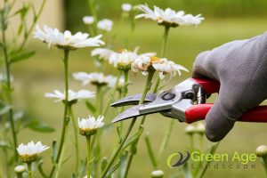 prune-flowering-plant-6-tips-for-diy-plant-pruning-greenage-landscaping-services-singapore