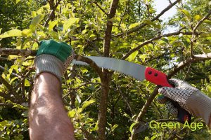 pruning-saw-5-essential-diy-plant-pruning-tools-and-equipment-plant-pruning-greenage-landscaping-services-singapore