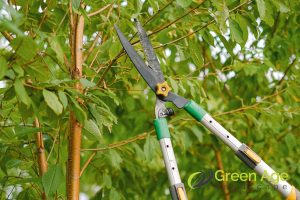 13 Important Tools and Equipment You Need to Have for Garden Maintenance in Singapore 2 pruning-shear-13-important-tools-and-equipment-you-need-to-have-for-garden-maintenance-greenage-landscaping-services-singapore