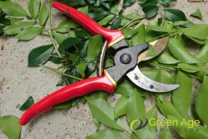 pruning-shears-5-essential-diy-plant-pruning-tools-and-equipment-plant-pruning-greenage-landscaping-services-singapore