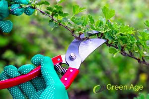 safety-5-benefits-of-hiring-professional-plant-pruning-services-greenage-landscaping-services-singapore