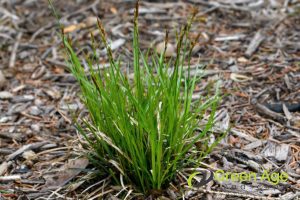 3 Common Types of Weeds Found in Singaporean Landscapes and How to Remove Them 4 sedge-weeds-3-common-types-of-weeds-found-in-singaporean-landscapes-and-how-to-remove-them-weeding-greenage-landscaping-services-singapore