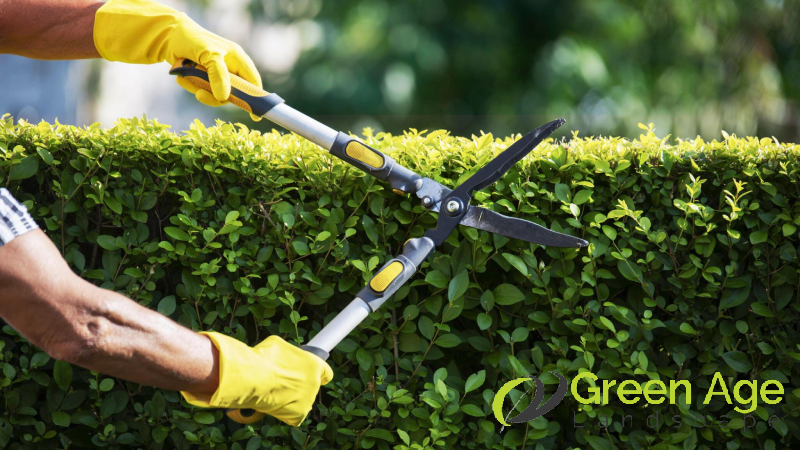 shrubs-trimming-description-greenage-landscaping-services-singapore
