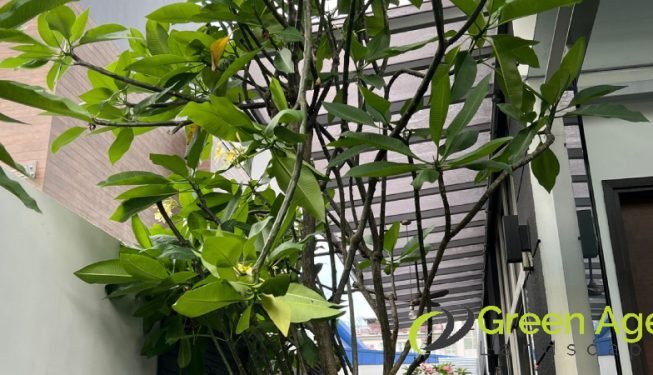 tree-trimming-services-greenage-landscaping-services-singapore-landed-braddell-2