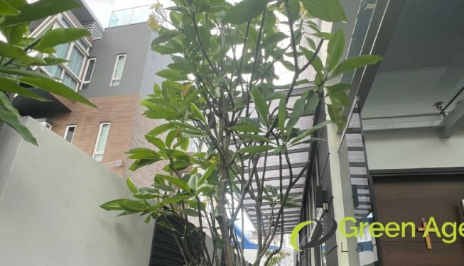 tree-trimming-services-greenage-landscaping-services-singapore-landed-braddell-3