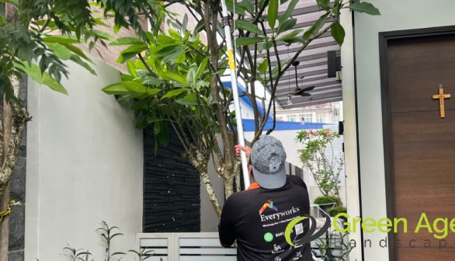tree-trimming-services-greenage-landscaping-services-singapore-landed-braddell-4