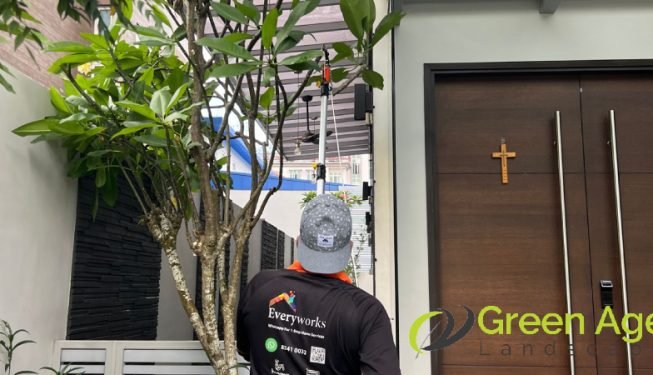 tree-trimming-services-greenage-landscaping-services-singapore-landed-braddell-5