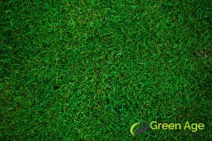 Understanding the Cost Factors of Professional Grass Cutting in Singapore 3 type-of-grass-understanding-the-cost-factors-of-professional-grass-cutting-in-singapore-grass-cutting-greenage-landscaping-services-singapore