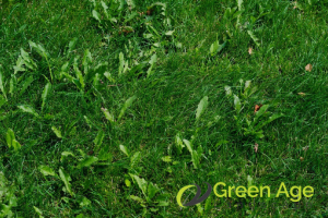 All You Need to Know About Weeding in Singapore 3 types-of-weeds-commonly-found-in-singapore-grass-weeds-weeding-greenage-landscaping-services-singapore