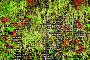 5 Types of House Gardens in Singapore and Why They Should Undergo Professional Garden Maintenance 12 vertical-gardens-5-types-of-house-gardens-in-singapore-and-why-they-should-undergo-professional-garden-maintenance-greenage-landscaping-services-singapore