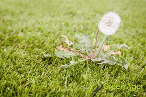 How Often Should Professional Grass Cutting Be Done for Your Garden in Singapore? 4 weed-growth-how-often-should-professional-grass-cutting-be-done-for-your-garden-in-singapore-grass-cutting-greenage-landscaping-services-singapore