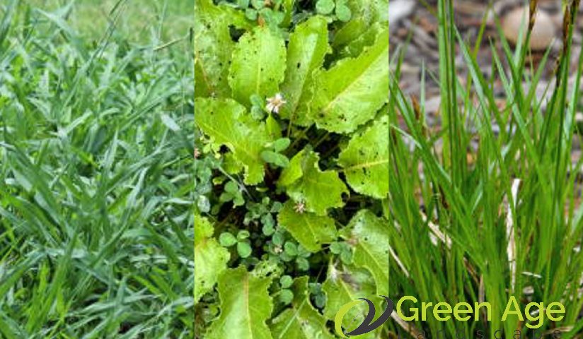 weed-types-3-common-types-of-weeds-found-in-singaporean-landscapes-and-how-to-remove-them-weeding-greenage-landscaping-services-singapore