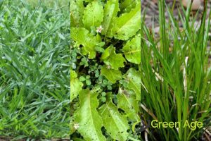 weed-types-5-professional-weeding-cost-factors-weeding-greenage-landscaping-services-singapore