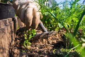 5 Benefits of Professional Weeding Services in Singapore 3 weeding-expertise-5-benefits-of-professional-weeding-services-greenage-landscaping-services-singapore