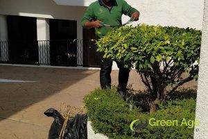 work-quality-7-tips-for-choosing-professional-landscaping-services-long-form-greenage-landscaping-services-singapore