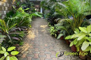 better-plant-growth-and-blooming-why-should-you-engage-garden-maintenance-services-regularly-in-singapore-garden-maintenance-long-form-greenage-landscaping-services-singapore