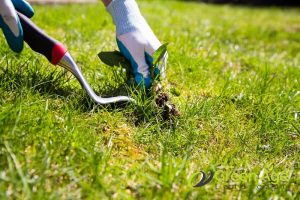 better-weed-control-8-benefits-of-selecting-turf-grass-for-your-garden-turf-grass-greenage-landscaping-services-singapore